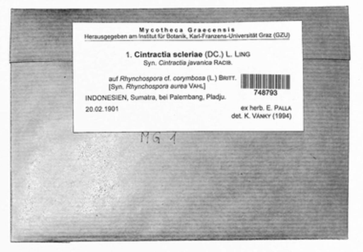 Leucocintractia scleriae image